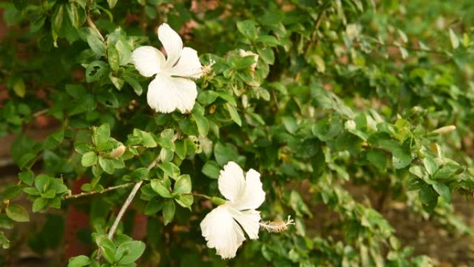花园中盛开的白色芙蓉花，背景中鸟鸣