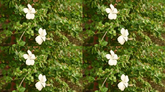 花园中盛开的白色芙蓉花，背景中鸟鸣