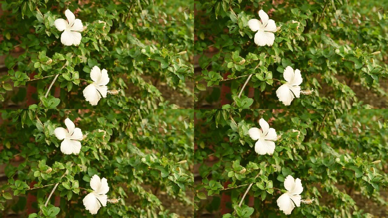 花园中盛开的白色芙蓉花，背景中鸟鸣