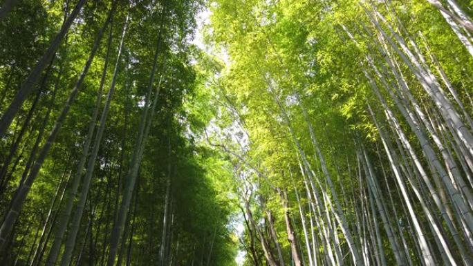 日本京都的岚山竹林