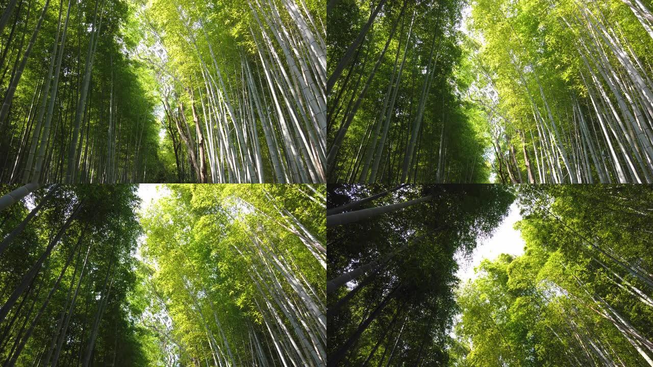 日本京都的岚山竹林