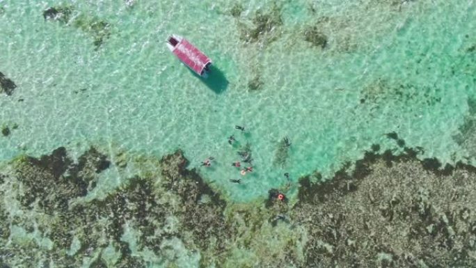 海豹在清澈的绿松石水中与浮潜游客玩耍。南澳大利亚旅游业。