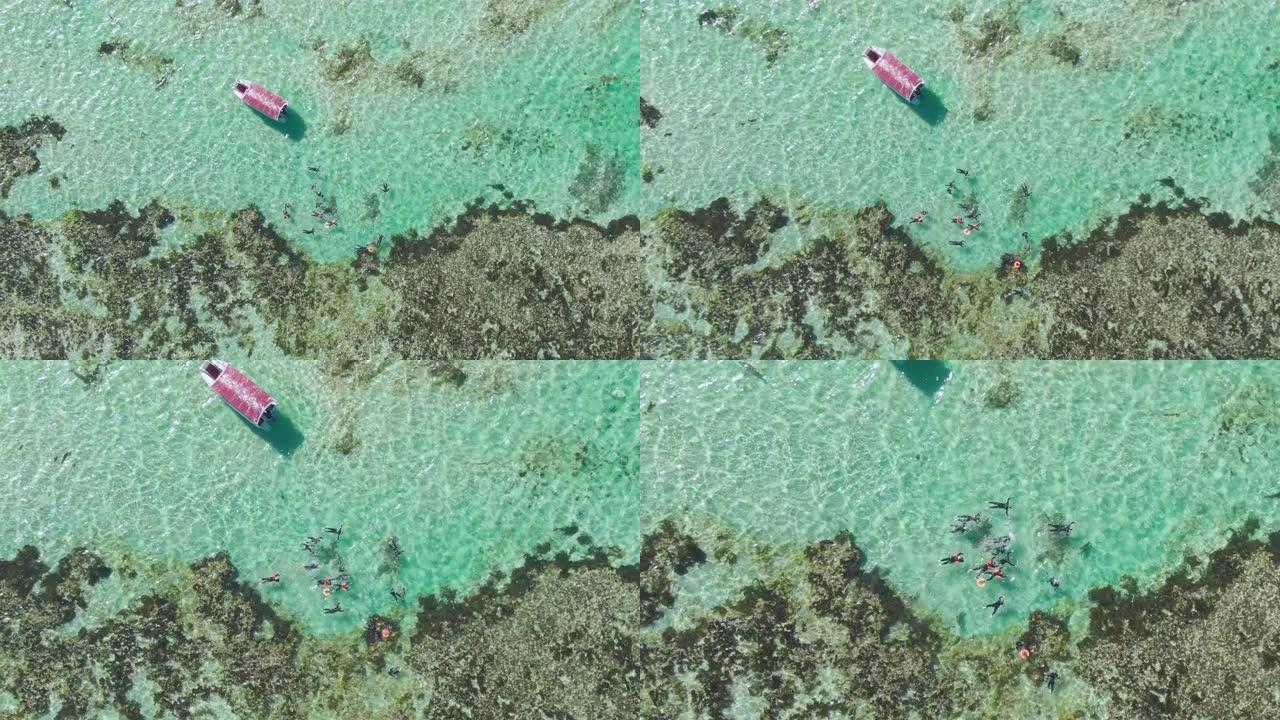海豹在清澈的绿松石水中与浮潜游客玩耍。南澳大利亚旅游业。