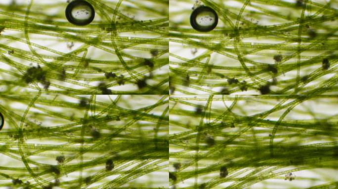 显微镜下的叶绿体。细胞分裂。细胞结构。细胞分裂。在显微镜下显示植物细胞的叶片表面。病毒感染。显微镜下