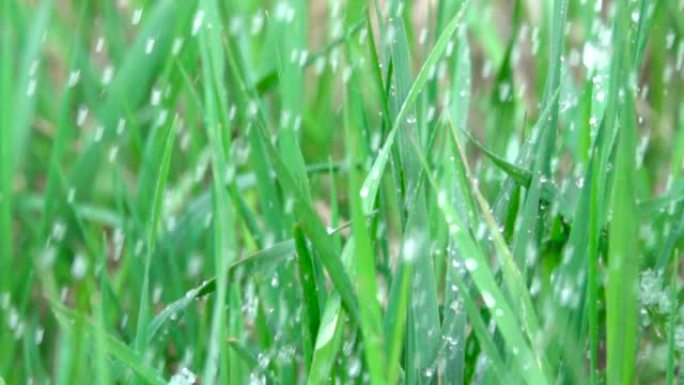 雨水滴落在绿色的夏季草丛上，雨水滴落在新鲜的绿叶中。特写。慢动作。落在春叶上的水滴。特写。自然背景。