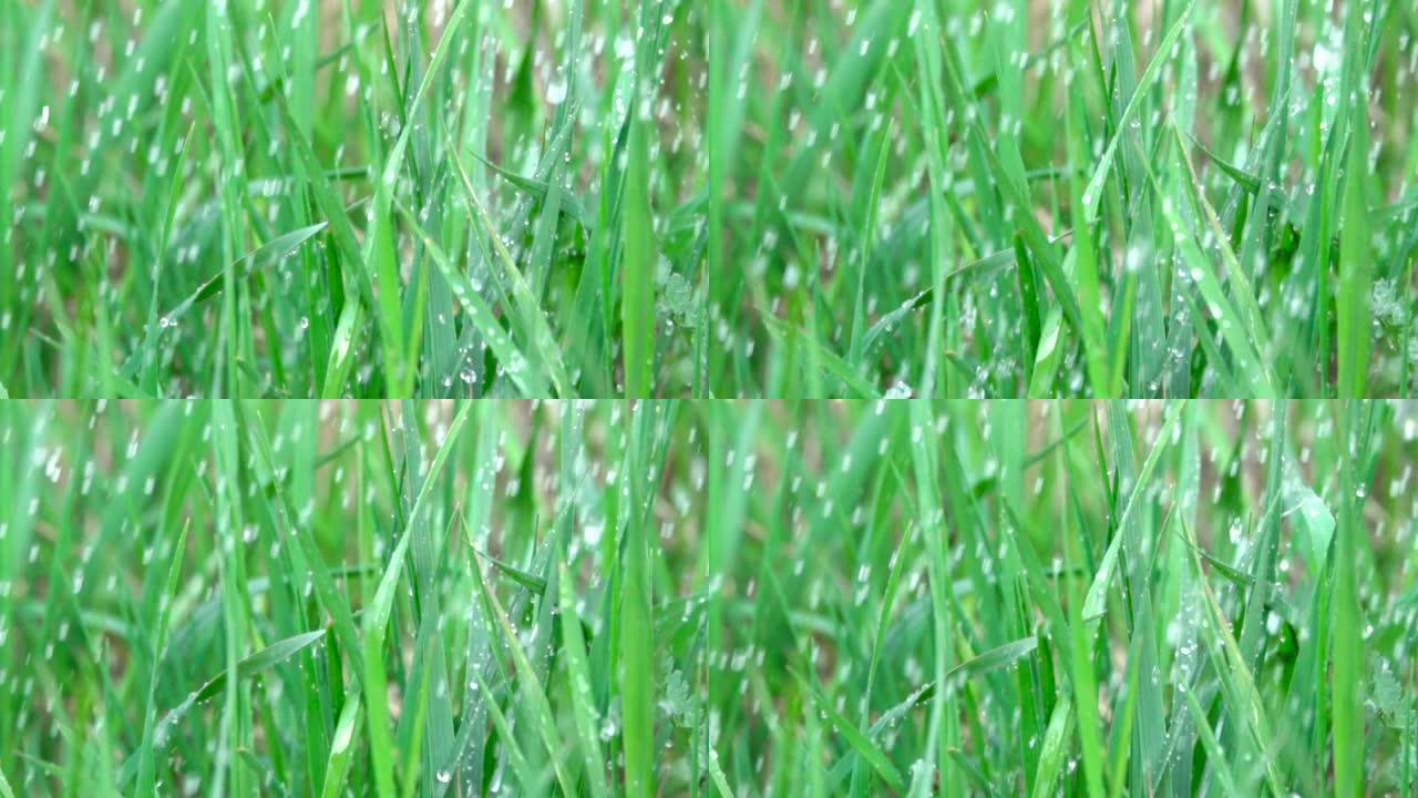 雨水滴落在绿色的夏季草丛上，雨水滴落在新鲜的绿叶中。特写。慢动作。落在春叶上的水滴。特写。自然背景。