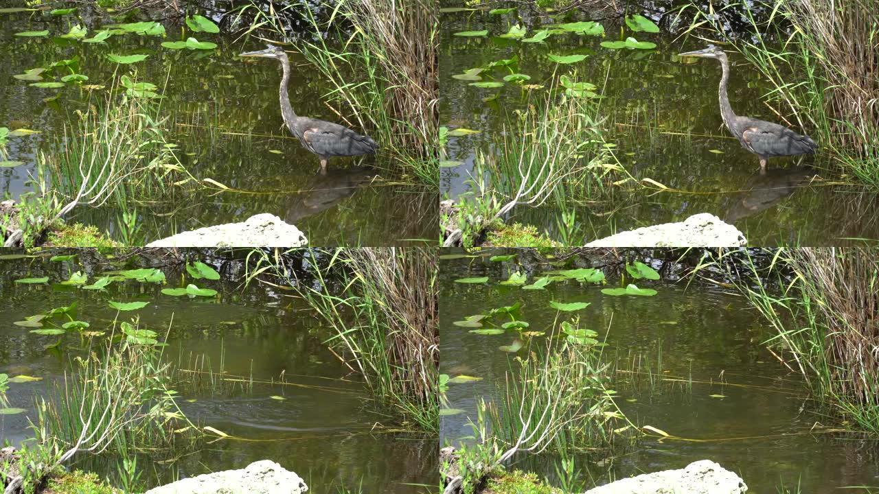 大沼泽地沼泽中的一只巨大的蓝鹭飞走了