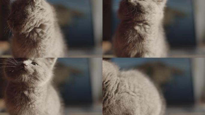 小猫咪的额外特写肖像进入相机，显示舌头牙齿