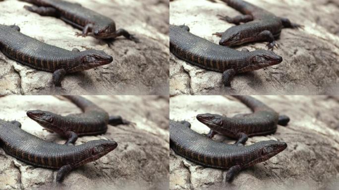 南非的短吻鳄蜥蜴。沙斯塔鳄鱼蜥蜴看我们-特写-爬行动物和动物概念