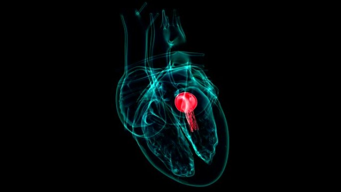 心脏解剖二尖瓣医学概念3D