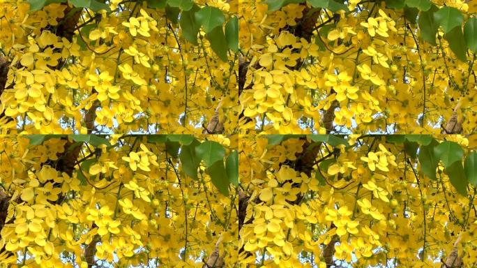 夏季黄色决明瘘管花或金色花洒的特写