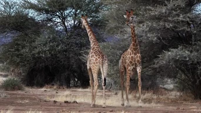 在博茨瓦纳，看到两只年轻的雄性长颈鹿为争夺一只雌性的感情而战。