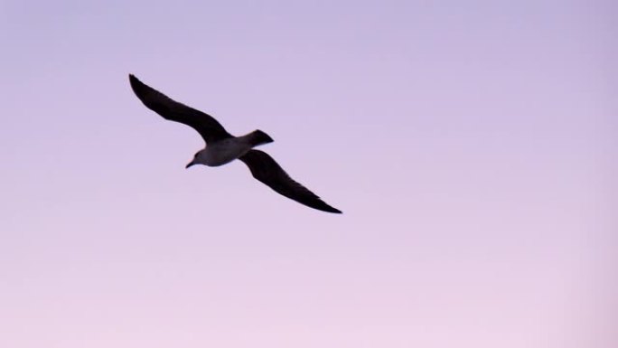 日落时飞翔的海鸥飞翔