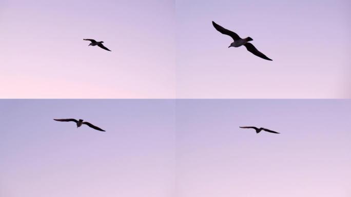 日落时飞翔的海鸥飞翔