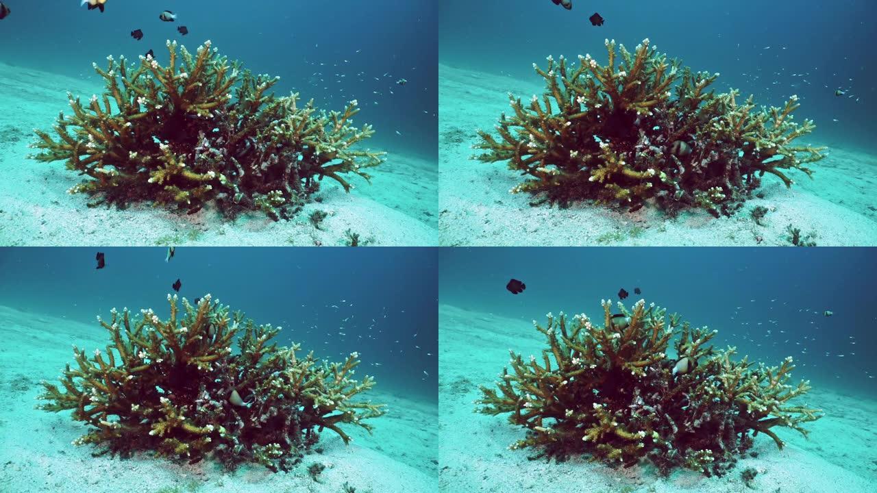 自然解决气候变化的珊瑚礁碳捕获系统