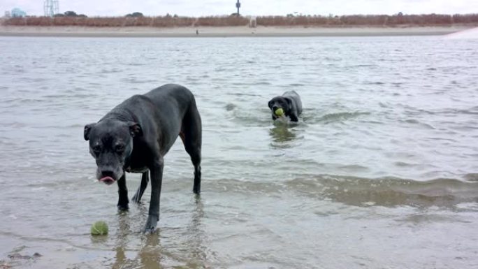 两只黑狗从水里捡球