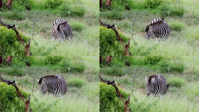 斑马在南非的大草原上吃草。美丽的野生动物在自然界-动物和野生动物的概念
