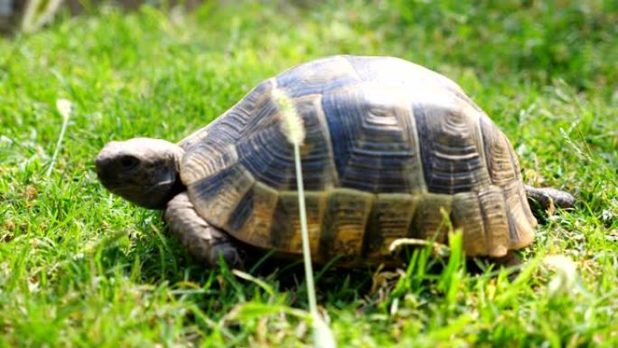 老乌龟在绿草上慢慢爬行。乌龟探索自然环境。它栖息地的野生动物。慢动作特写