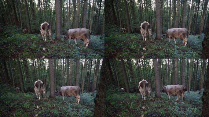 森林中的牛