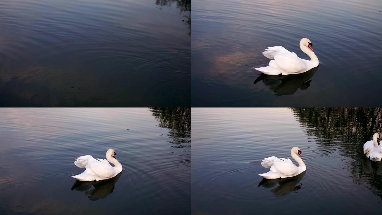 早晨，两只浪漫的白天鹅在近岸的湖上游泳。