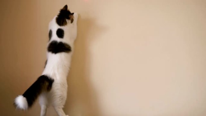 有趣的猫追逐奶油墙上的激光笔低角度拍摄