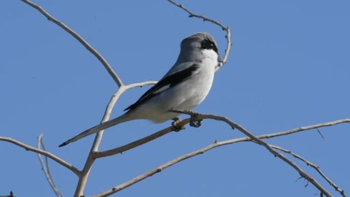 大灰沙士 (Lanius excubitor)，在北美被称为北沙士，栖息在蓝天的树枝上。