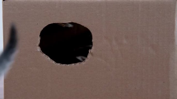 4k两只小猫通过圆孔爬出纸箱。好奇顽皮有趣的条纹小猫。猫藏在盒子里。无缝循环镜头
