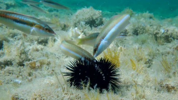 食用受伤的紫海胆 (Paracentrotus lividus) 的不同种类的濑鱼的特写位于海藻覆盖
