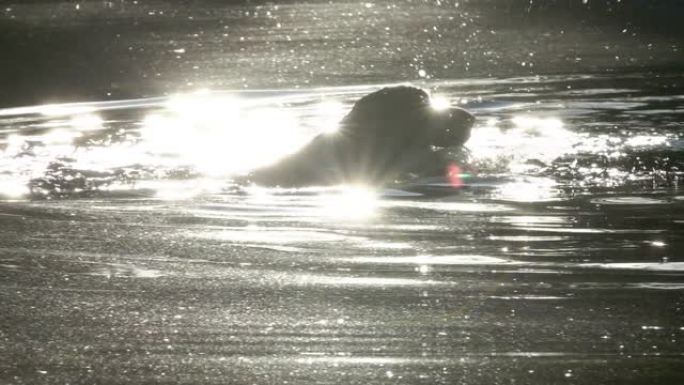 英国可卡犬在池塘里游泳