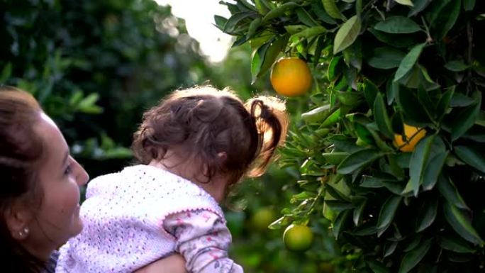 年轻的妈妈手里拿着女儿，在奥兰治林收获水果。背景上的母子在花园里成熟的橙色。妈妈和儿子在柑橘园里撕掉