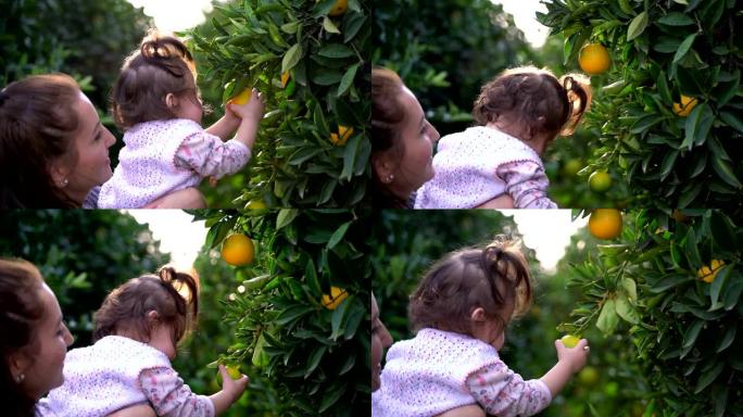 年轻的妈妈手里拿着女儿，在奥兰治林收获水果。背景上的母子在花园里成熟的橙色。妈妈和儿子在柑橘园里撕掉