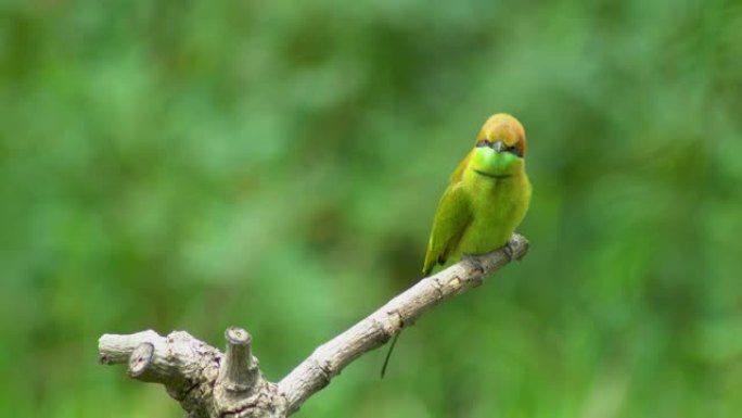 树枝上漂亮的栗子头食蜂鸟。(Merops leschenaulti) 与绿色背景