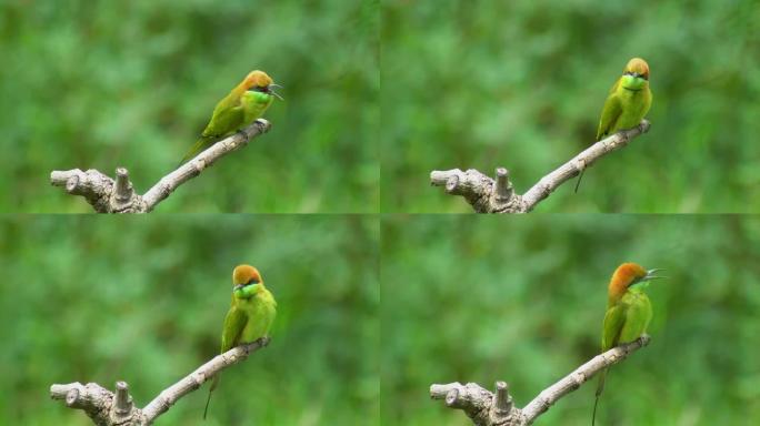 树枝上漂亮的栗子头食蜂鸟。(Merops leschenaulti) 与绿色背景