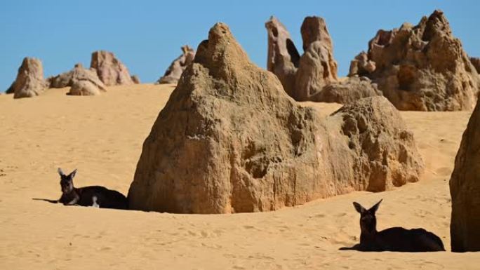 西部灰色袋鼠在尖峰沙漠中休息