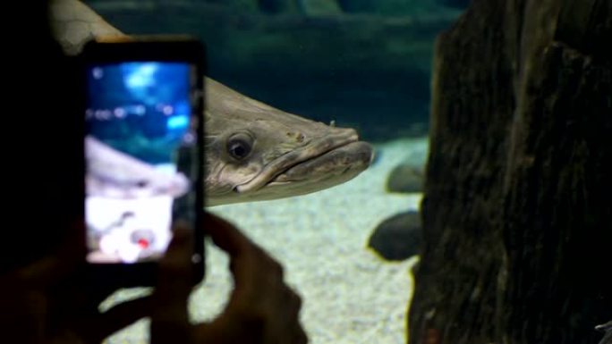 特写。嘴唇厚的大鱼游泳。游客拍照