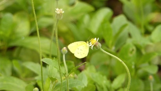 小草花上的黄色蝴蝶
