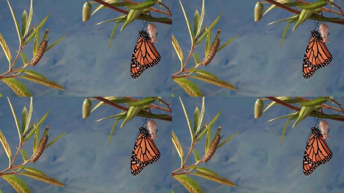 帝王三位一体的毛毛虫，蝶蛹，和新出现的蝴蝶在沼泽马利筋的蓝色背景