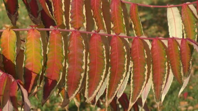 漆树的秋叶 (Lat. Rhus typhina)