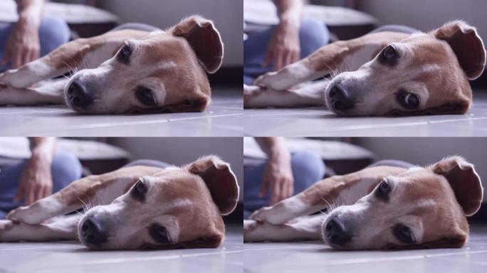老比格犬在地板上小睡，耳朵开口