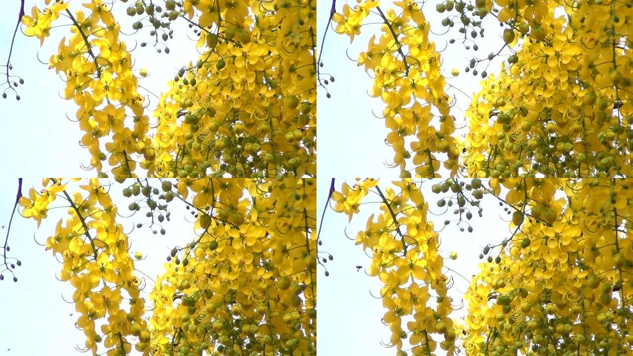 在夏季盛开的印度金莲花或金色花洒的树下。