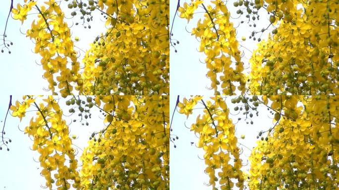 在夏季盛开的印度金莲花或金色花洒的树下。