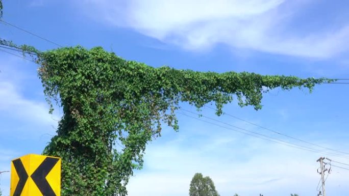 电力线杆上的葡萄藤生长