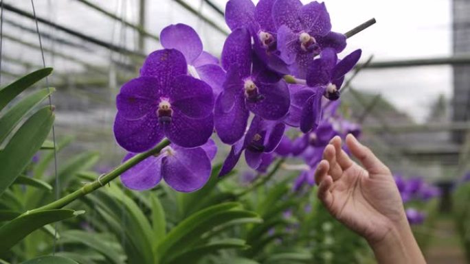 园丁兰花的慢动作镜头亚洲妇女正在照顾花卉兰花植物农场小企业，一个妇女触摸兰花花瓣的手拍