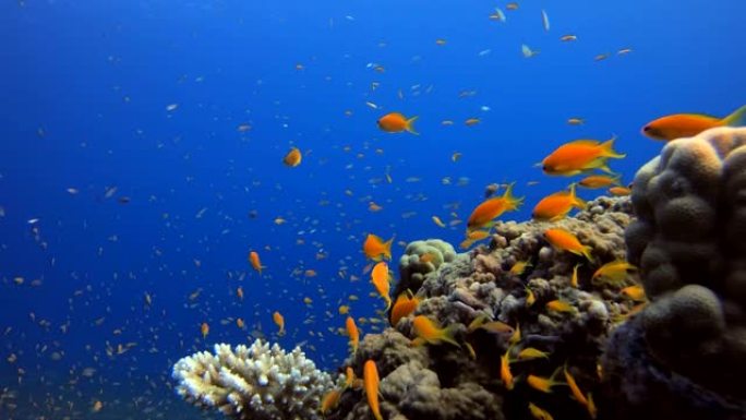 水下背景热带氛围热带鱼群海洋大海野生动物
