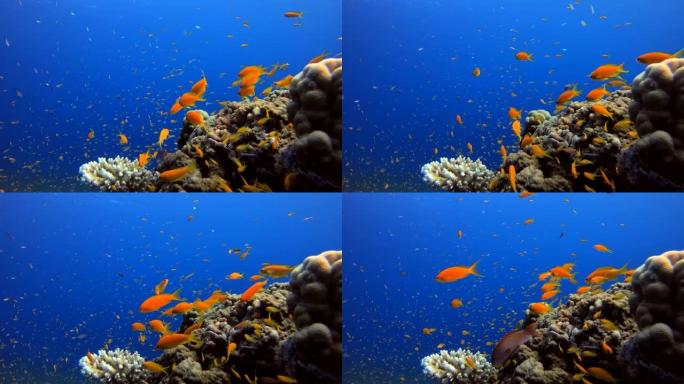 水下背景热带氛围热带鱼群海洋大海野生动物
