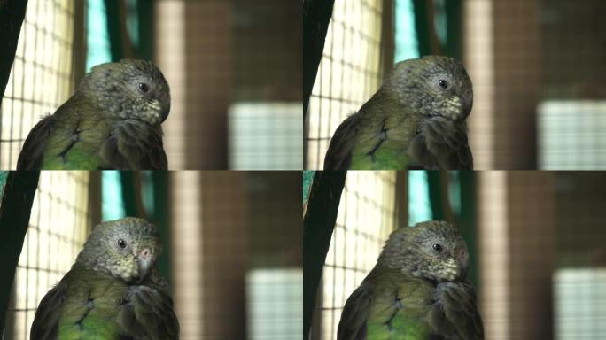 圈养鹦鹉。鸟笼里的悲伤鹦鹉。虐待动物的概念。