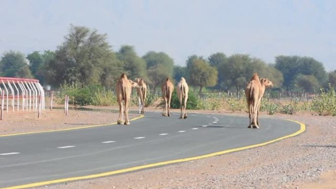 一群单峰骆驼在中东路上行走，而汽车在等待