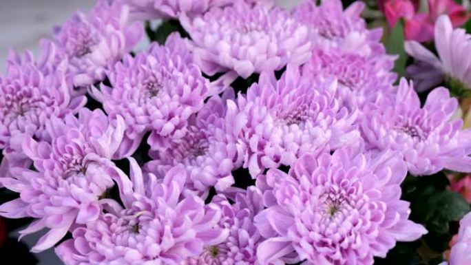 新鲜紫色的阿斯特拉鲜花与水滴，出售在花店特写视图。