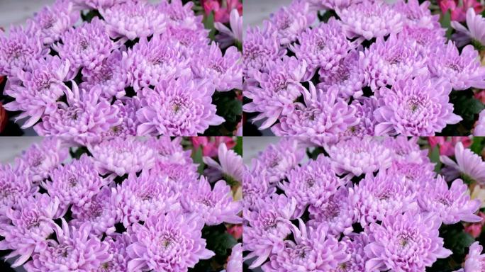 新鲜紫色的阿斯特拉鲜花与水滴，出售在花店特写视图。