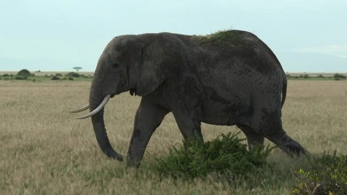 在平原上行走的非洲象 (Loxodonta africana)